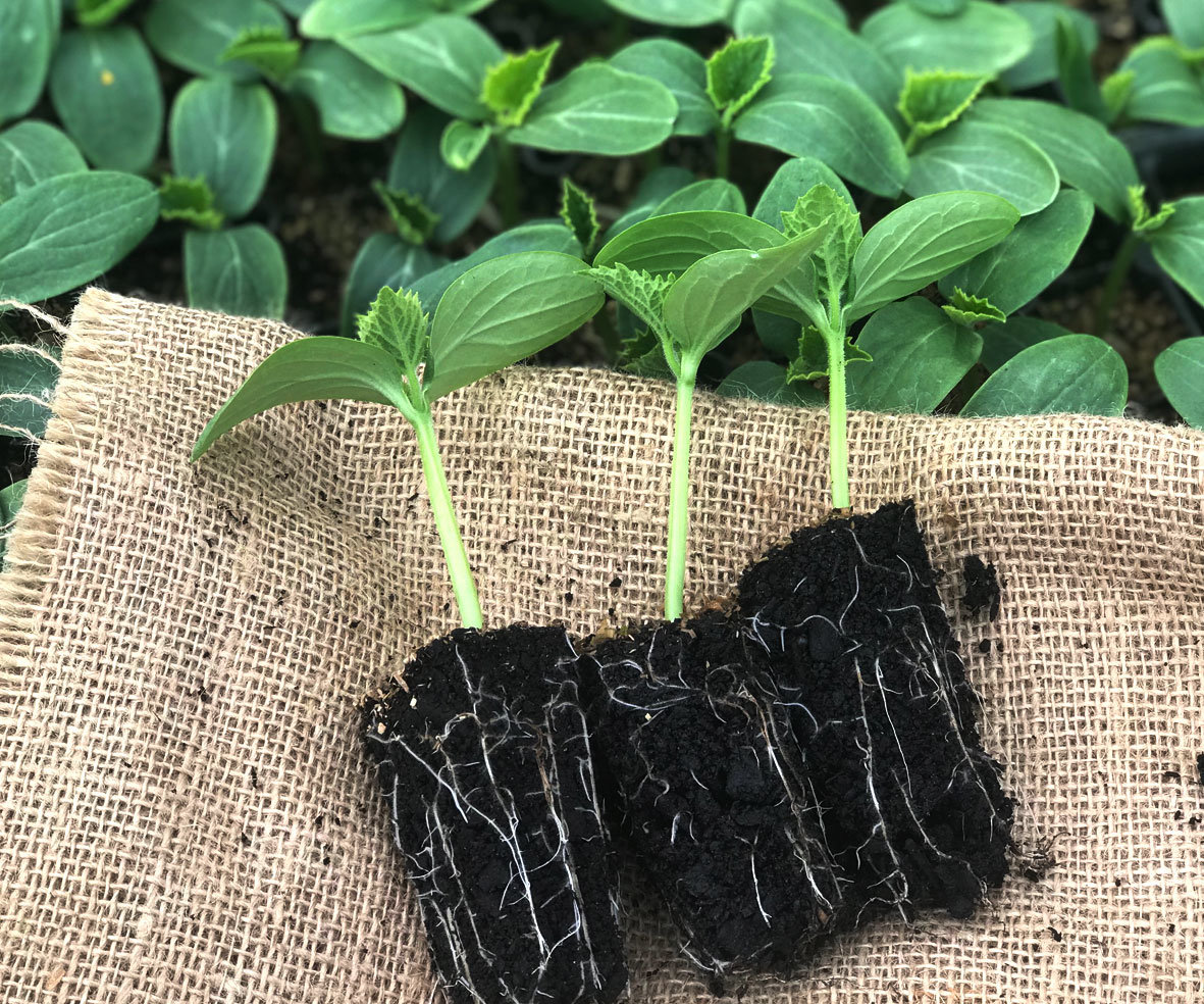 Mega Cucumber Lebanese 100 Plants Awapuni Nurseries