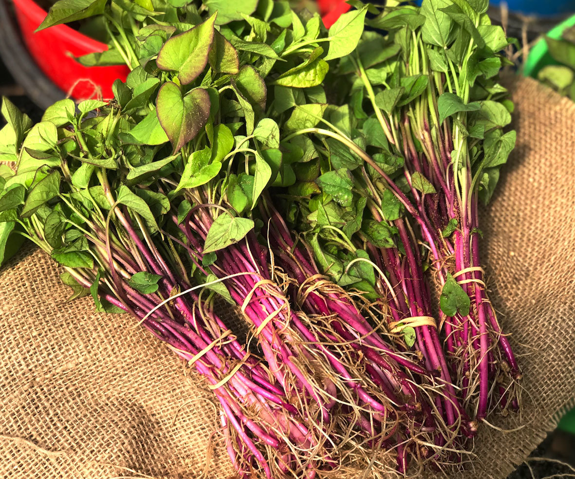 Mega Kumara 25 Plants Awapuni Nurseries