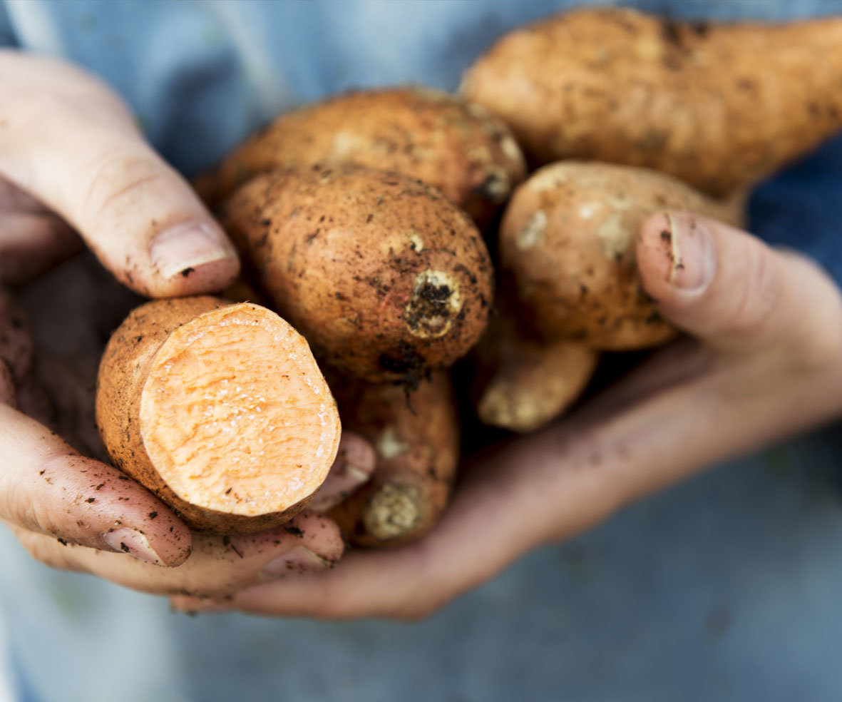 Kumara Golden Toka Toka Awapuni Nurseries