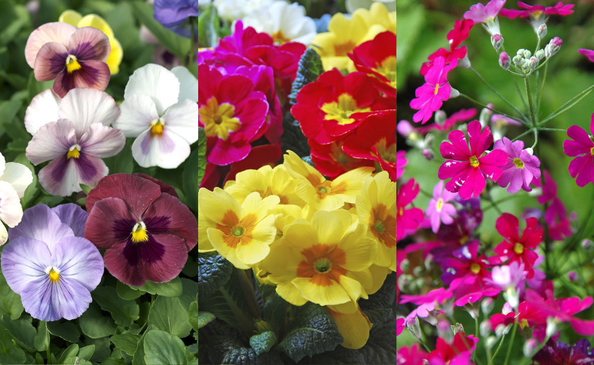 Flower Combo 4 Bundles Mixed Awapuni Nurseries