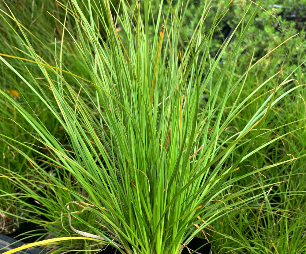 Carex Secta 50 Plants - Awapuni Nurseries