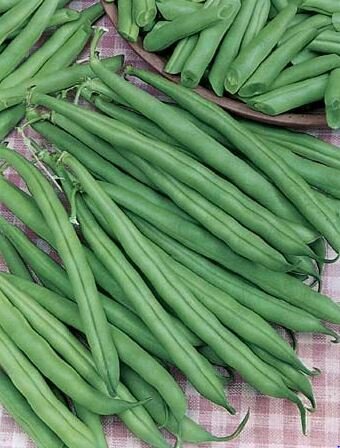 Dwarf Bean Tendergreen Seeds - Awapuni Nurseries