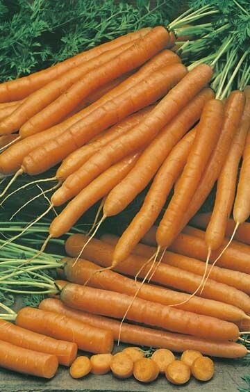 Carrot Baby Pack Seeds