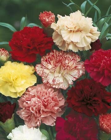 Carnation Choice Double Mixed Seeds