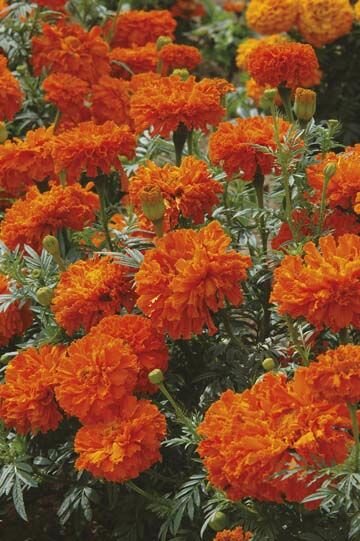 Marigold Kees' Orange Seeds