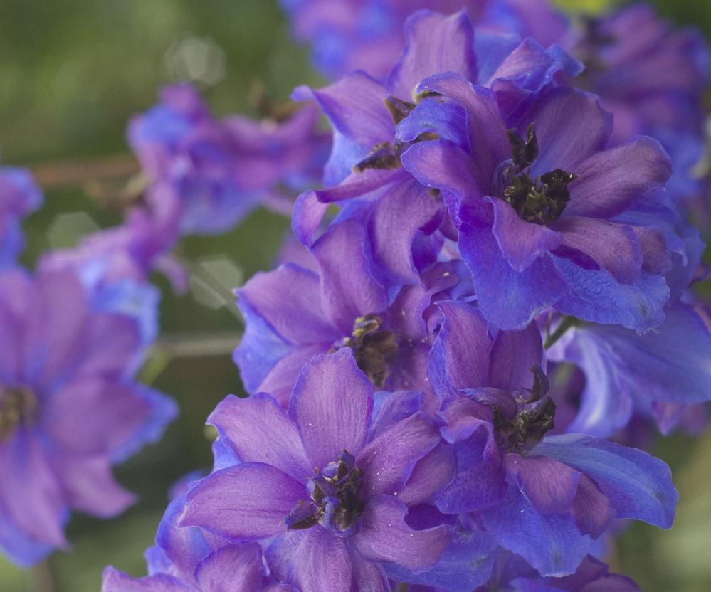 Delphinium - Dwarf Fountains Dark Bee - Awapuni Nurseries