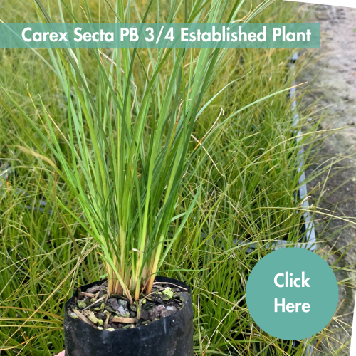 Carex secta - Awapuni Nurseries