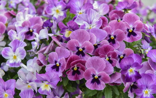 Pansy - Pink