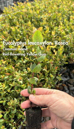 Eucalyptus Rosea - 50 Plants