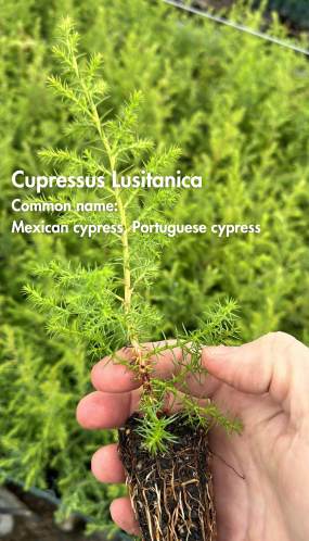 Cupressus Lusitanica - 50 Plants