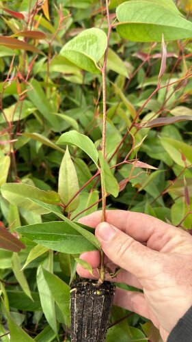 Eucalyptus Obliqua - 50 Plants