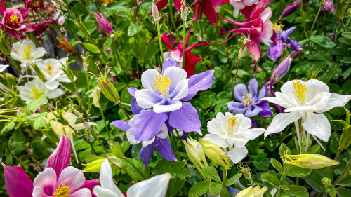 Aquilegia - Barlow Mix