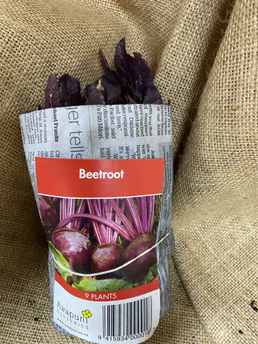 Beetroot - Round - Awapuni Nurseries