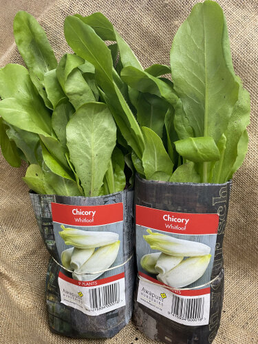 Chicory - Whitloof