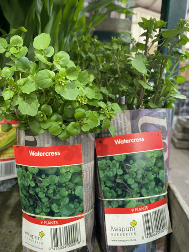 Water Cress