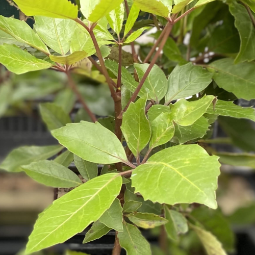 Five Finger - Pseudopanax arboreus - Awapuni Nurseries