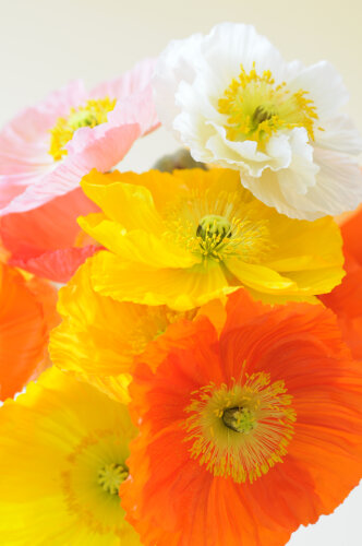 Poppy - Champagne Bubbles