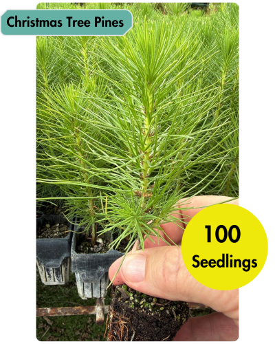 Christmas Tree Pines 100 Seedlings