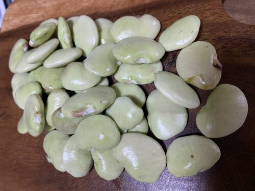 Broad Bean - Dwarf Early Green