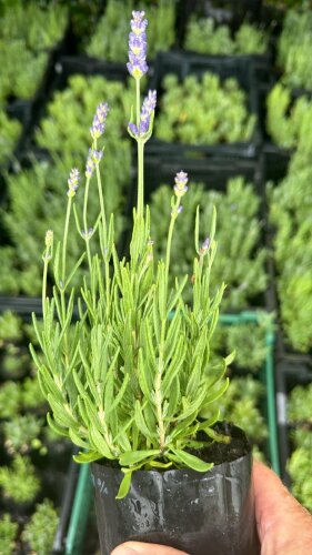 Busy Bee Lavender Box - Lavender Hidcote