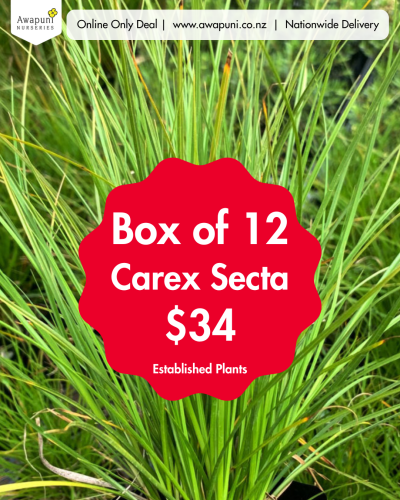 Carex Secta 12 Plants Box