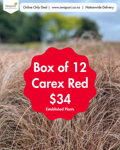 Carex Red 12 Plants Box