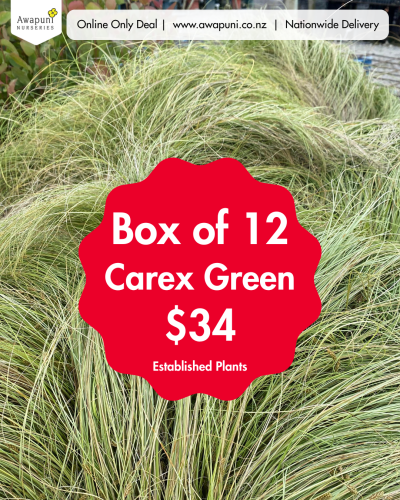 Carex Green 12 Plants Box