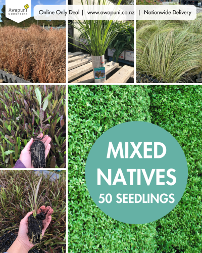 Mixed Natives 50 Seedlings