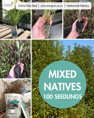 Mixed Natives 100 Seedlings