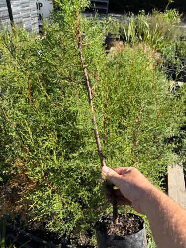 Cupressus Lusitanica - 10 Plants