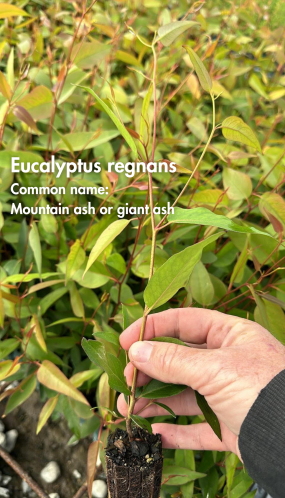 Eucalyptus Regnans 10 Plants