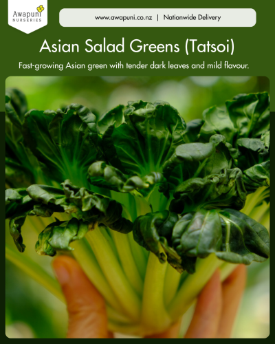 Asian Salad Greens (Tatsoi)