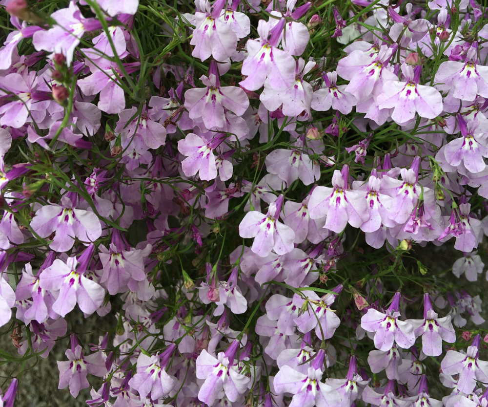 Lobelia - Cascading Lilac
