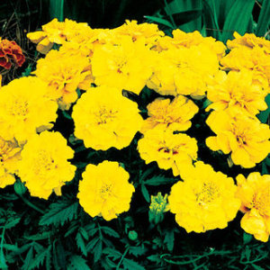 Marigold - Dwarf Yellow