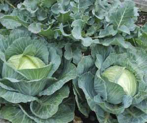 Mixed Veg 2 - Cabbage, Cauliflower, Silverbeet