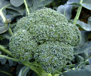 Mixed Veg 6 - Lettuce, Silverbeet, Broccoli
