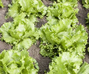 Mixed Veg 6 - Lettuce, Silverbeet, Broccoli
