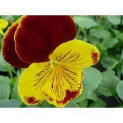 Pansy - Cats Red and Gold
