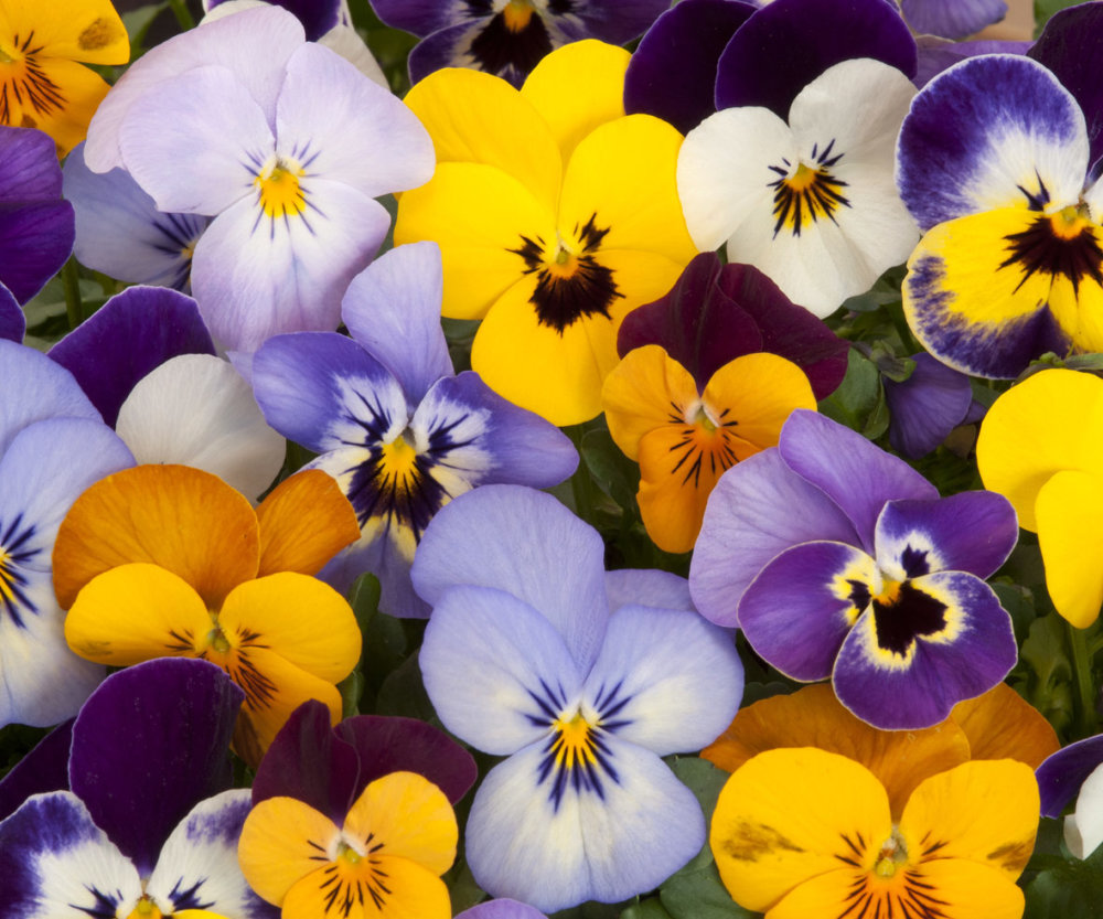 Pansy - Giant Mixed