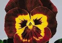 Pansy - Joker Red and Gold
