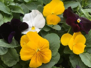 Pansy - Dawn Jewels