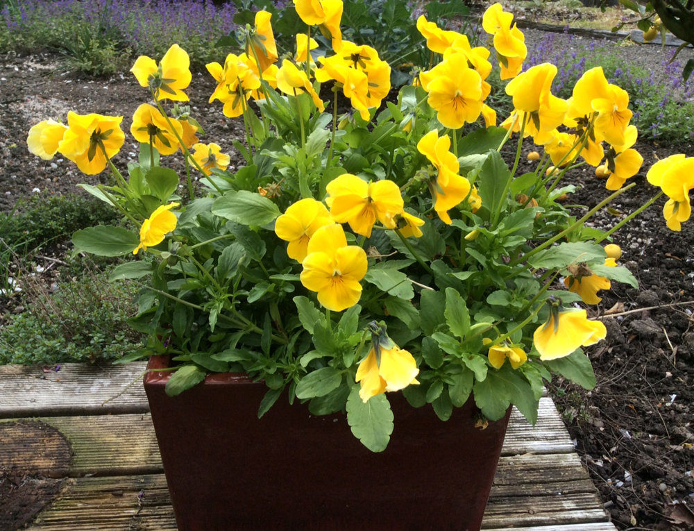 Pansy Yellow Awapuni Nurseries