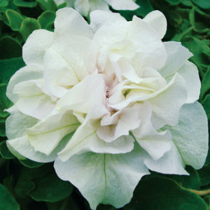 Petunia - Sonata double White