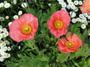 Poppy - Iceland - Awapuni Nurseries