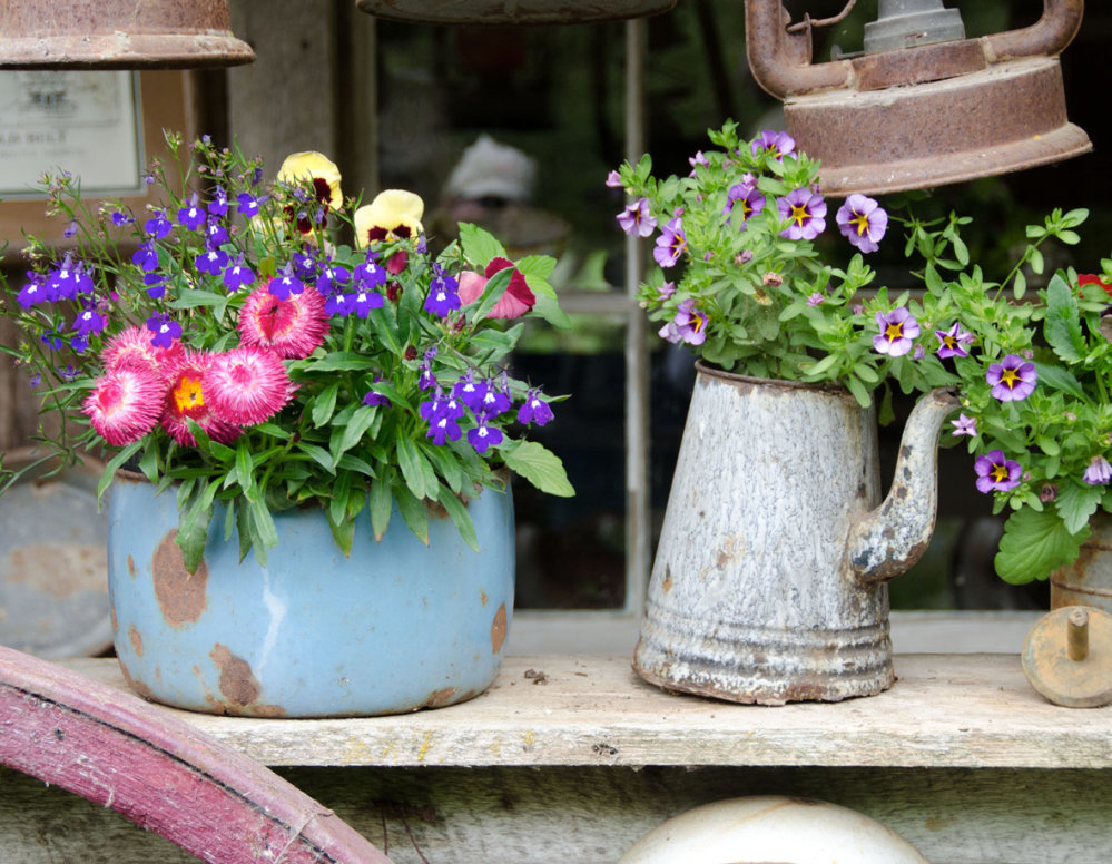 Pots and Tubs Seasonal Flower Mix POTS Awapuni Nurseries New Zealand