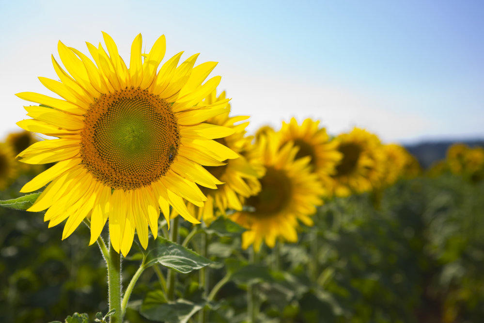 Sunflower- Russian Giant