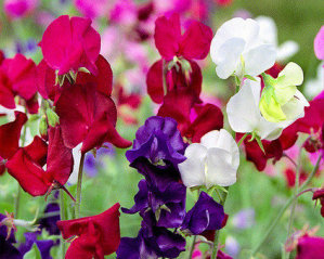 Sweet Pea - Cut Flower Mixed