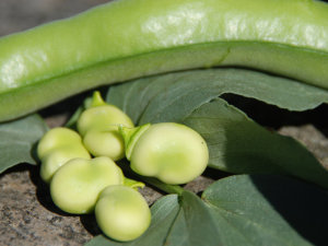 Broad Bean - Dwarf Early Green