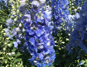 Delphinium - Summer Skies - Awapuni Nurseries