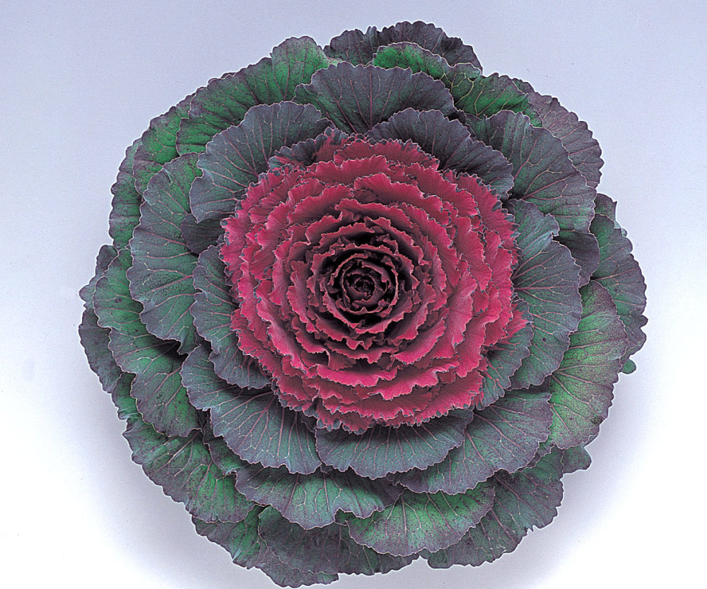 Kale - Pigeon Purple